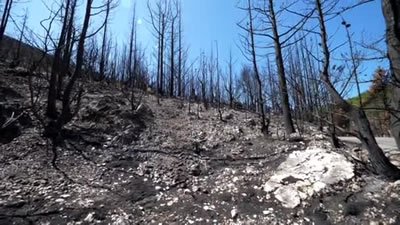 Bosque después de un incendio